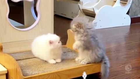 #Cute cat|competition |Funny cat|# kids Entertainment