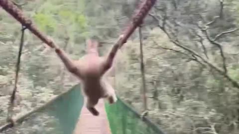 Gibbon Ape Casually Swings Over Family As They Make Their Way Over A Rope Bridge #shorts