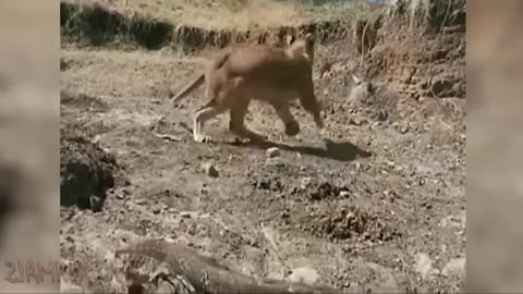 Aghast! The Brutal Moment When the Fierce Lion Couldn't Avoid The Giant Lizard