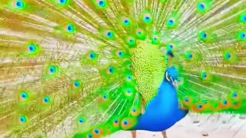 Greenpeacock