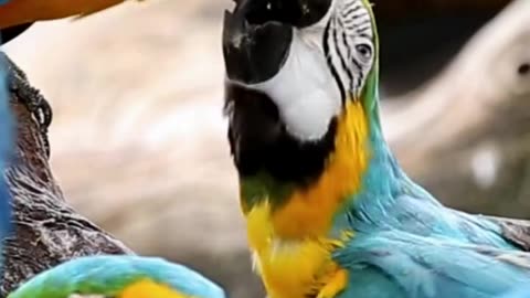 Beautiful Parrot Adorable HD Photography