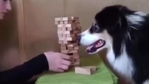 ~JUST A DOG PLAYING JENGA~