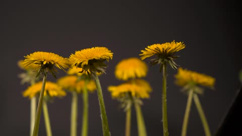 dandelion flower