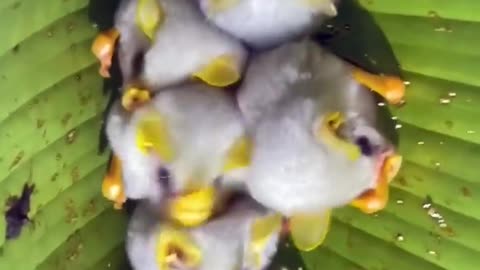 Honduran White Bat One Of The Cutest And Exotic Animals In The World