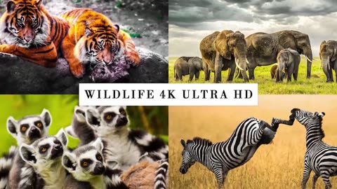 Animals relaxing video || relax your mind || wild animal relaxing video