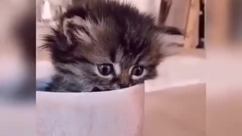 Babay cat!! Funny cat video