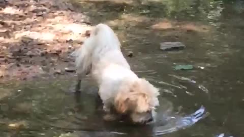 Dog and Some Water