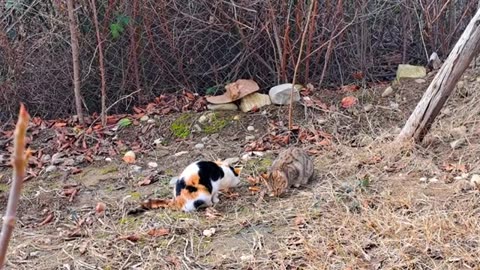 Cute cat and kitten eating food 🥰 These cats are so cute.