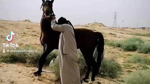 خيلي / my horses