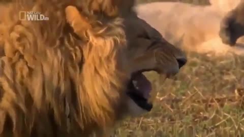 Lion Lough funny video 😁