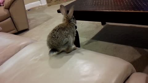 Rabbit falls off the couch