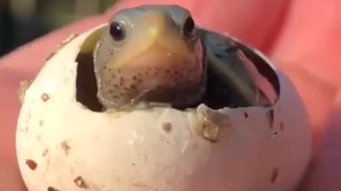 A tiny, newly born turtle, seeing the world for the first time