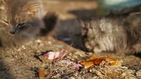 A Street Cat Eating Food