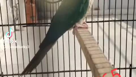 cute parrot