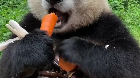 The best food blogger 🐼🥕