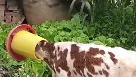 The gluttonous goat got his head stuck in the food bucket