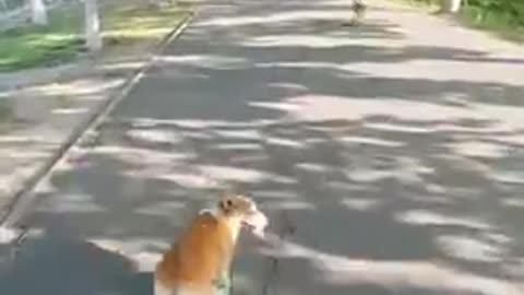 Corgi Loves To Skate