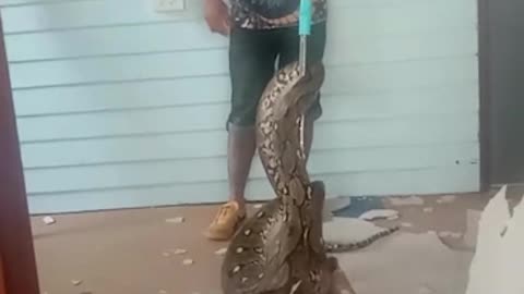 Removing a Massive Snake From Ceiling