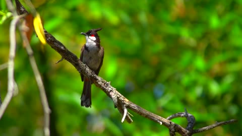 Red Whiskered Bulbul Bird Wildlife Branch Animal