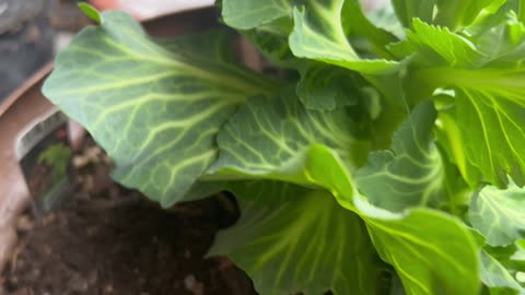 Balcony cabbage blooms