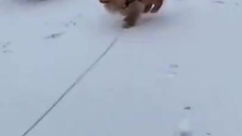 Dog loves the snow