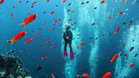 #under sea life #Heaven on Earth