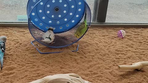 Parakeets Spin on Wheel at Pet Store