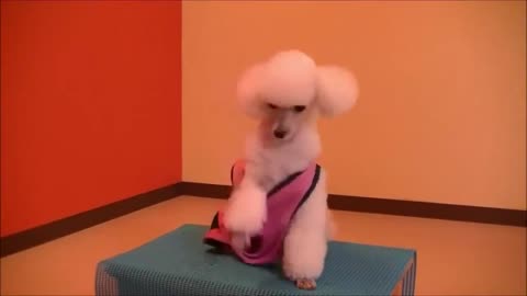 Intresting video about cute dogs