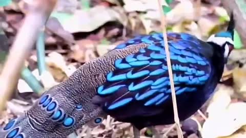 Top 10 Most Beautiful birds Animals Protect birds wonderful animals