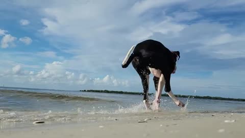 Great Dane Walk On The Beach