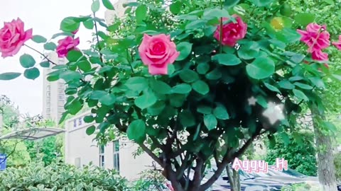 Beautiful red roses, Tall rose trees, Rose snapshots