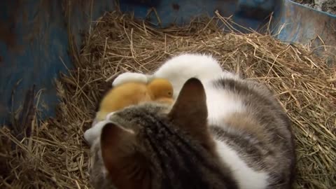 The Cat Who Adopts Baby Ducklings | Animal Odd Couples | Real Wild