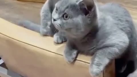 Cute kittens #19 __😹 funny cat videos __😹 funny baby animal videos __ Kitten meowing #shorts