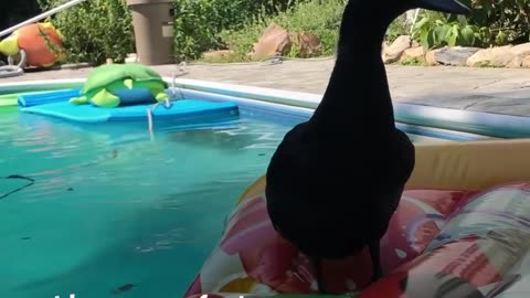 Duck Follows His Dog Best Friend Everywhere | The Dodo Odd Couples