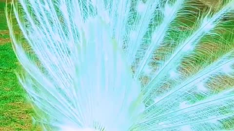 Beautiful White peacock