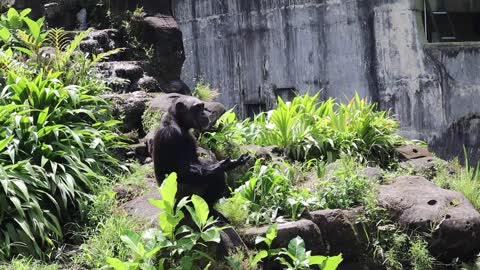 KASIAN, MONYET INI SEDANG MEMINTA MAKAN KE PENGUNJUNG KEBUN BINATANG