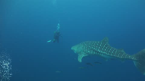 Diver Has a close Encounter With a Whale Shark