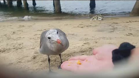 Seagull Eats From My Hand