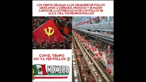 MEXICAN CHICKEN FARMERS FORCED TAKE OVER BY CHINESE