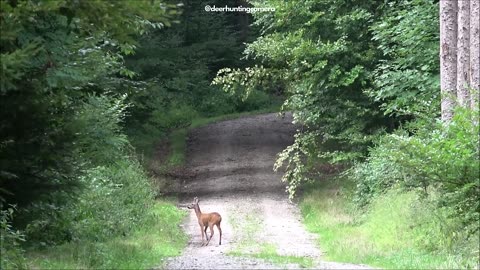 Magical Deer Encounter: ASMR Nature Experience