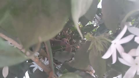 Eared Dove cover eggs in nest