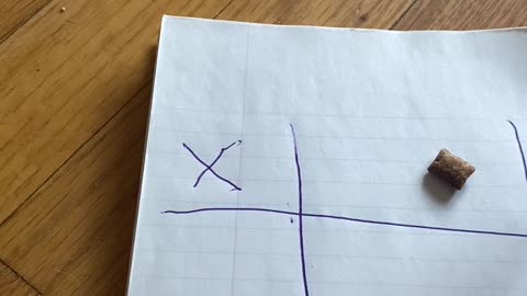 Tik-Tac-Toe with My Cat Teddy