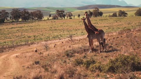 giraffe couple