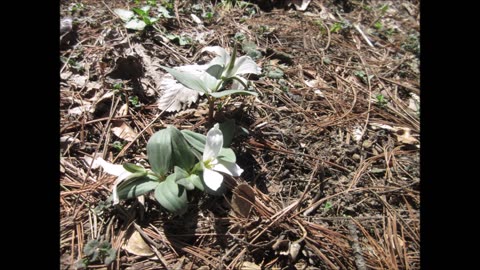 Snow Trillium Is Never Common Snow Trillium April 2023