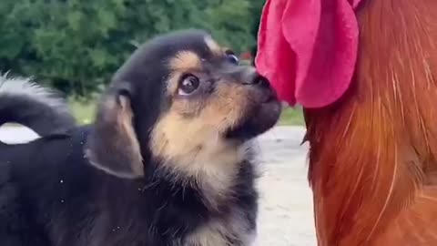 # cute dog and chicken dancing