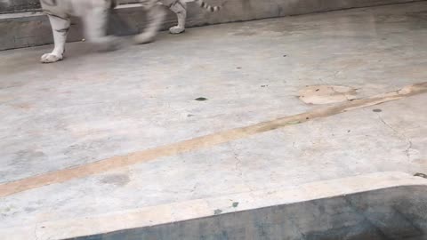 This tiger walks around like looking for food