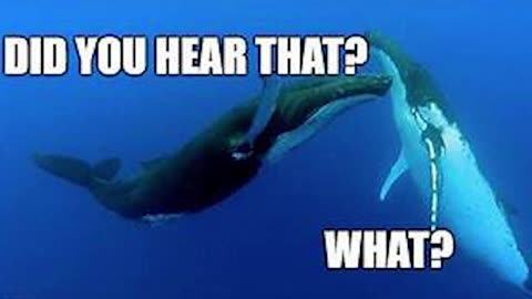 Whales are affected by sonar - WTF LIVE BYTE SIZE