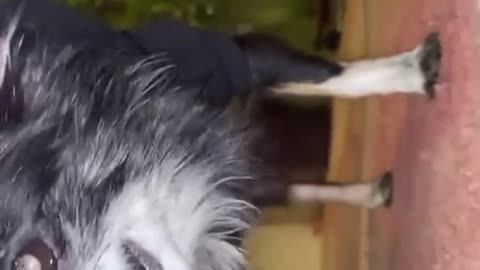 funny dog