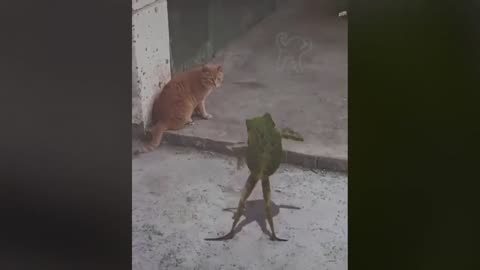 BEST DANK CAT MEMES COMPILATION OF 2023 (from TikTok)