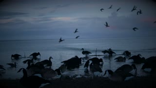 Alaska Duck & Goose hunting Epic Kill shots over Dive Bomb Decoys